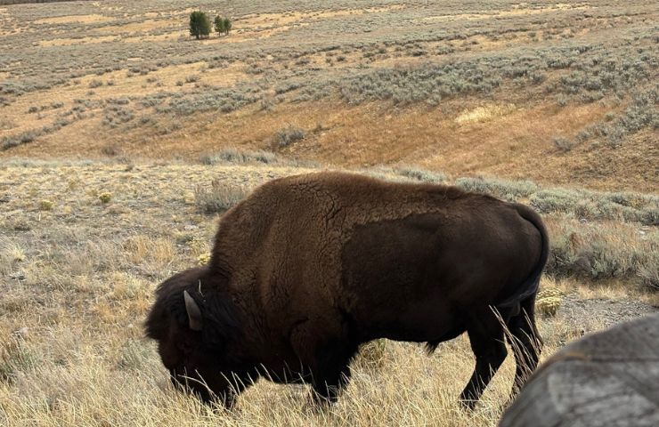 Bison Rocky Mountain, USA
